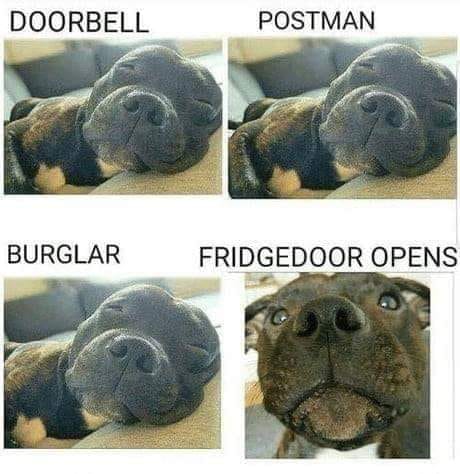 dogs.jpg