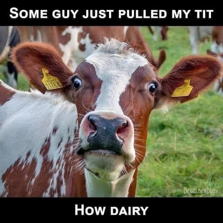 Tit.jpg