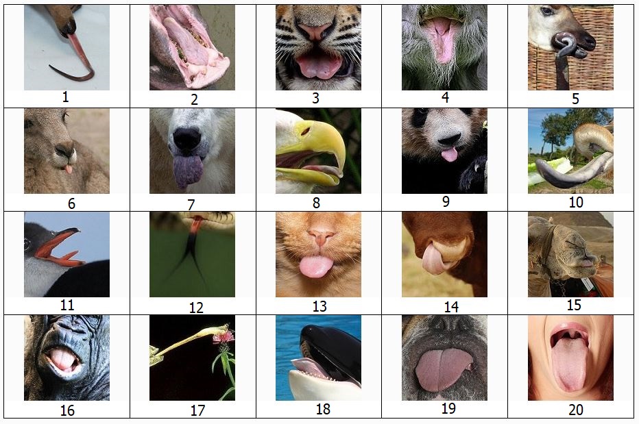 Animal Tongue Quiz No. 1.JPG