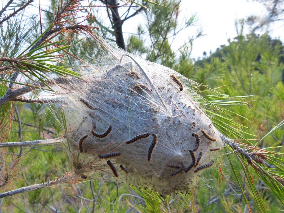 Processionary Caterpillar Nest.jpg